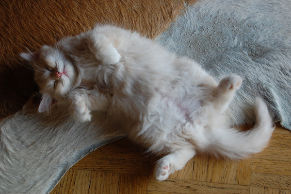 so liege ich gerne.jpg